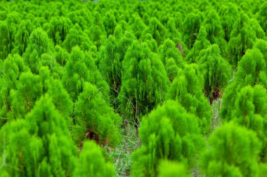 Tamarix dioica her zaman yeşil bir çalı ağacıdır. Tamarix dioica çalı yeşil ağaç fidelerine yerleştirilmiş. Doğadaki Noel ağacı yeşil ve taze arka plan.