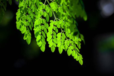 Moringa oleifera yapraklarının üzerindeki güneş ışığı. Taze yeşil but ağacı koyu ışık arkaplanı bırakır.