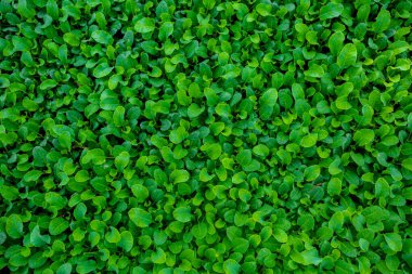 Taze yeşil yapraklar arka planı kapladı. Küçük bitkilerin yatak arka planı.