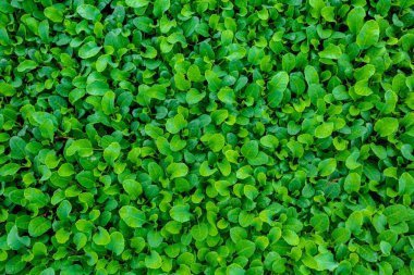 Taze yeşil yapraklar arka planı kapladı. Küçük bitkilerin yatak arka planı.