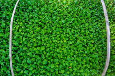 Taze yeşil yapraklar arka planı kapladı. Küçük bitkilerin yatak arka planı.