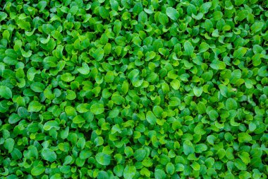 Taze yeşil yapraklar arka planı kapladı. Küçük bitkilerin yatak arka planı.