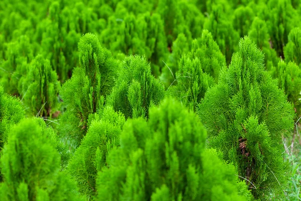 Tamarix Dioicaは常緑低木の木です Tamarix Dioica低木の緑の木の苗に配置されます 自然の中でクリスマスツリー緑と新鮮な背景 — ストック写真