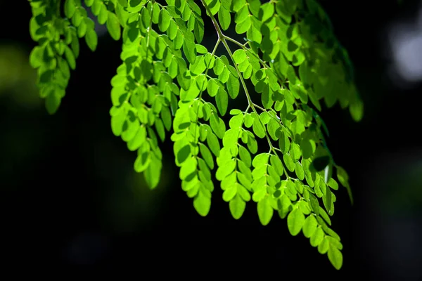 挂着的莫林加 奥莱费拉树叶上的阳光 新鲜的绿鸡腿树 叶深浅色背景 — 图库照片