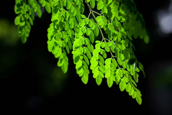 Φως Του Ήλιου Στα Κρεμασμένα Φύλλα Του Moringa Oleifera Φρέσκο — Φωτογραφία Αρχείου