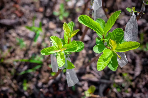 Sprouted leaves of guava tree. Guava seedlings lined up in the nursery.