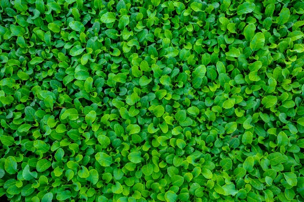 Folhas Verdes Frescas Cobriram Fundo Terra Pequenas Plantas Cama Fundo — Fotografia de Stock