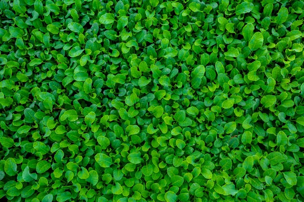 Taze yeşil yapraklar arka planı kapladı. Küçük bitkilerin yatak arka planı.