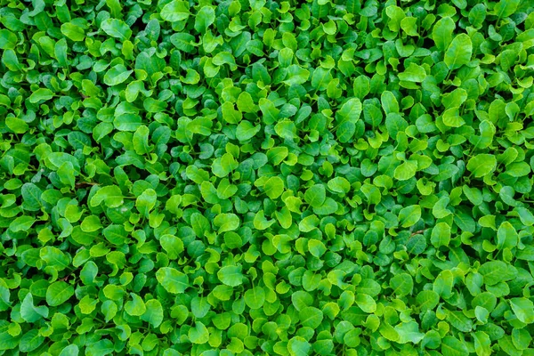 Taze yeşil yapraklar arka planı kapladı. Küçük bitkilerin yatak arka planı.