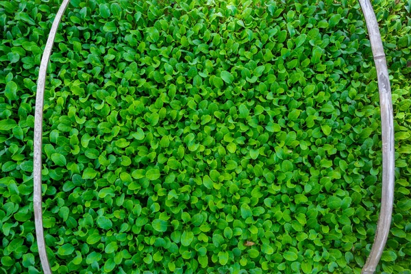 Fresh Green Leaves Covered Land Background Little Plants Bed Background — Stock Photo, Image