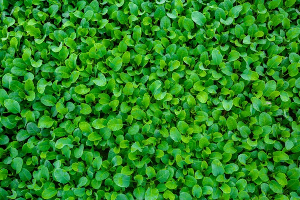 Folhas Verdes Frescas Cobriram Fundo Terra Pequenas Plantas Cama Fundo — Fotografia de Stock