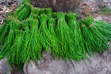 Bir grup kuşkonmaz fasulyesi ya da uzun fasulye taze sebze paketi pazara satışa hazır..