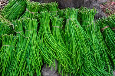 Bir grup kuşkonmaz fasulyesi ya da uzun fasulye taze sebze paketi pazara satışa hazır..