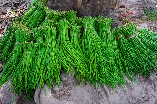 アスパラガス豆またはロングヤード豆新鮮な緑の野菜バンドルのグループは 市場に販売する準備ができて — ストック写真