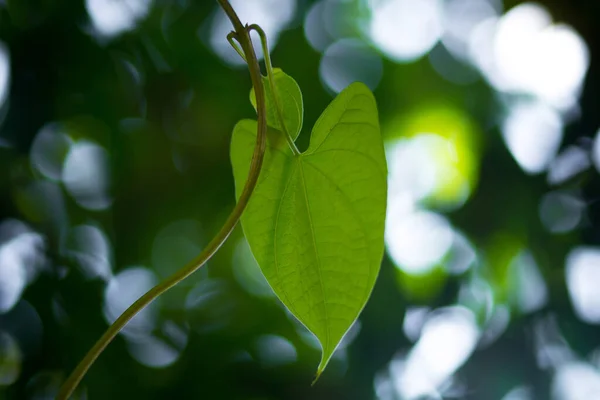 Een Betelnoot Blad Groene Bokeh Achtergrond Diepgroene Achtergrond — Stockfoto