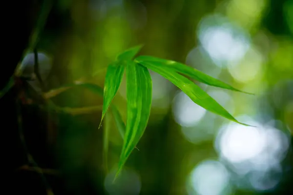 緑のボケの背景に竹の葉 深い緑の背景 — ストック写真