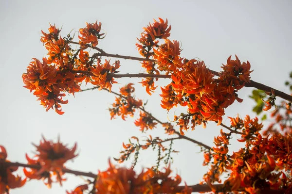 Hermosa Flor Butea Monosperma Color Naranja Rojizo Florece Naturaleza Árbol — Foto de Stock