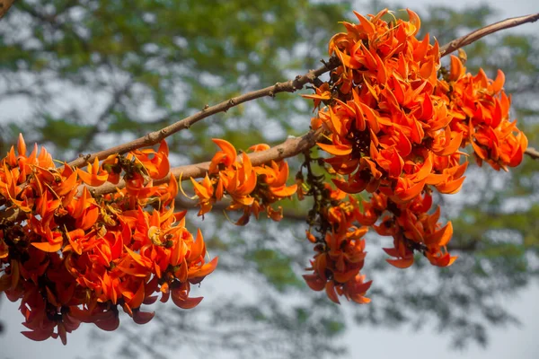 庭の木の中には 美しい赤橙色のブティア モノスペルマの花が自然に咲きます — ストック写真