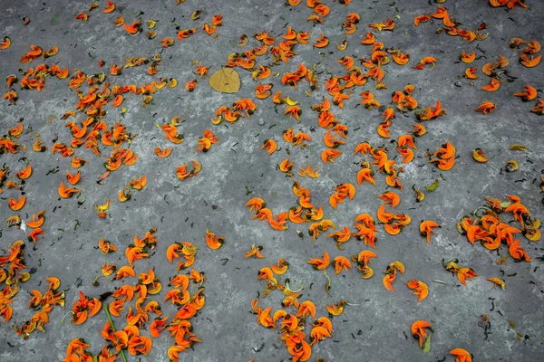 Los Pétalos Flor Butea Monosperma Color Naranja Rojizo Extienden Por — Foto de Stock
