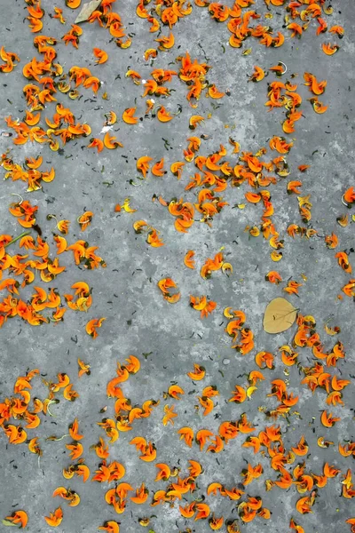 Los Pétalos Flor Butea Monosperma Color Naranja Rojizo Extienden Por — Foto de Stock
