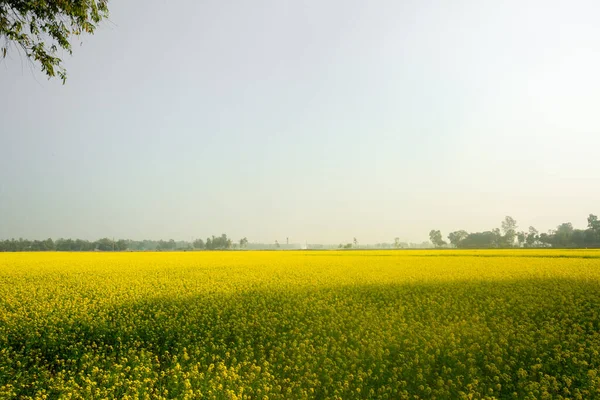 Yellow Mustard Flowers Fully Blooming Fields — ストック写真