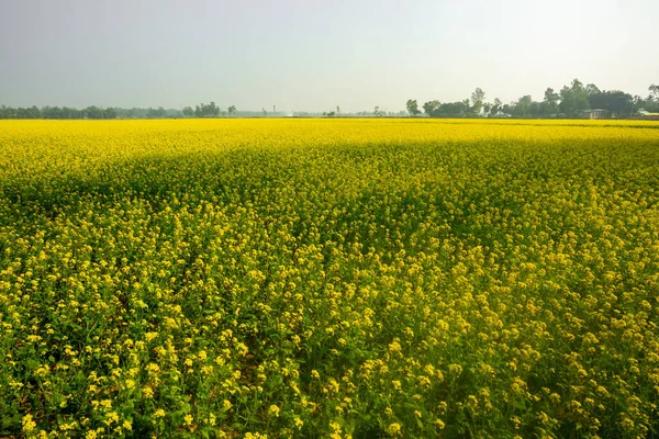 Yellow Mustard Flowers Fully Blooming Fields — ストック写真