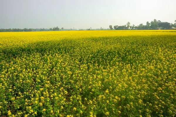 Yellow Mustard Flowers Fully Blooming Fields — ストック写真