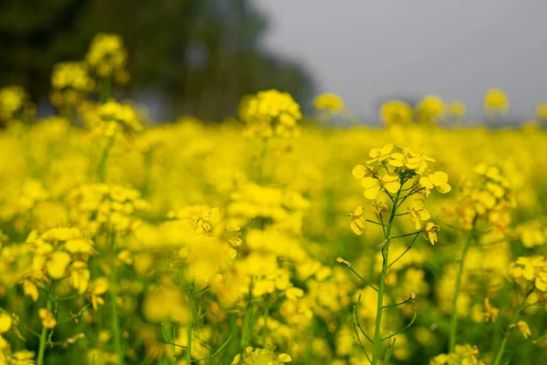 Flores Mostarda Amarela Estão Florescendo Totalmente Nos Campos — Fotografia de Stock