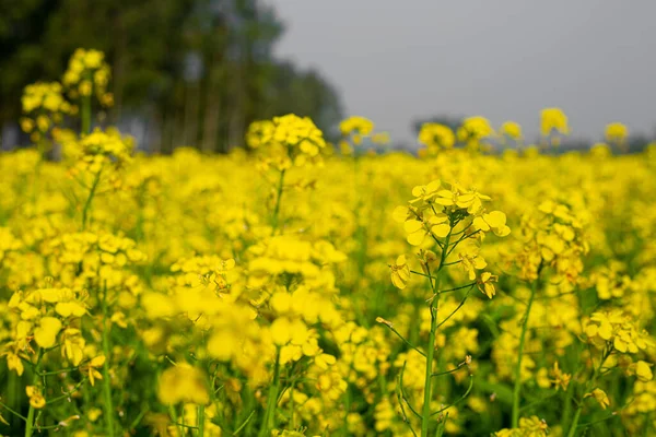 Flores Mostarda Amarela Estão Florescendo Totalmente Nos Campos — Fotografia de Stock