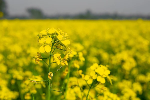 Flores Mostarda Amarela Estão Florescendo Totalmente Nos Campos — Fotografia de Stock