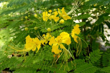 Yeşil bahçe arka planında sarı tavus kuşu çiçeği ağacı.