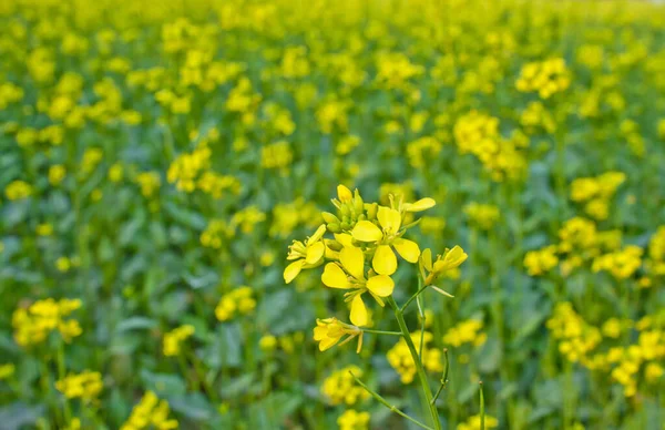 Bloomed mustard flowers closeup views on the fields.