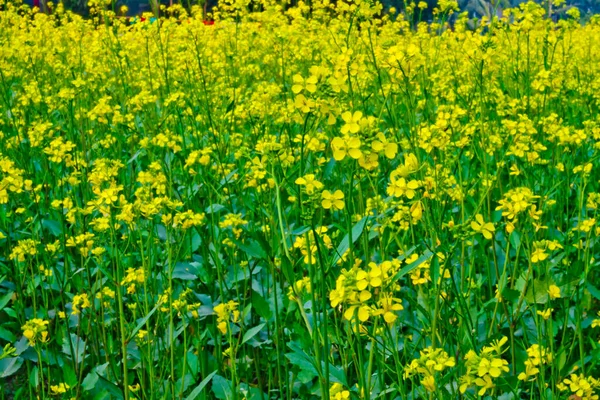 Virágos Mustár Virágok Közelről Kilátás Nyílik Mezőkre — Stock Fotó