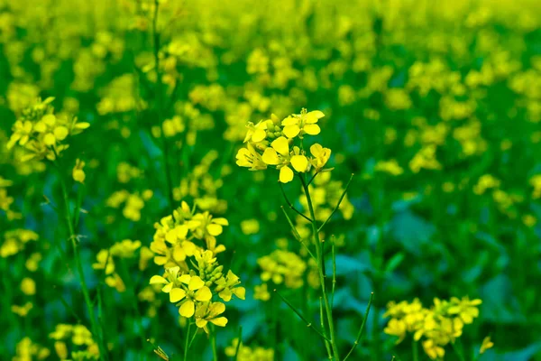 Bloomed Mustard Flowers Closeup Views Fields — Stock Photo, Image