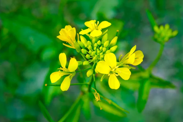 Fiori Senape Fioriti Vista Vicino Sui Campi — Foto Stock