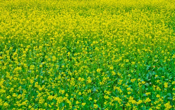 村の畑に咲くマスタードの花 — ストック写真