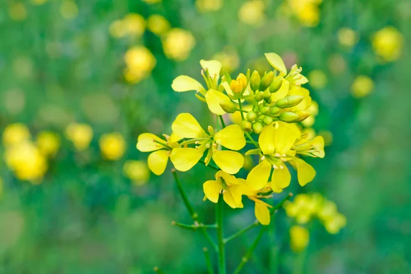 Virágos Mustár Virágok Közelről Kilátás Nyílik Mezőkre — Stock Fotó