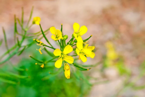 花畑の上には マスタードの花が咲き乱れる — ストック写真