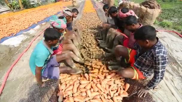 Bangladesh Enero 2020 Los Agricultores Utilizan Sus Manos Fuertes Para — Vídeos de Stock