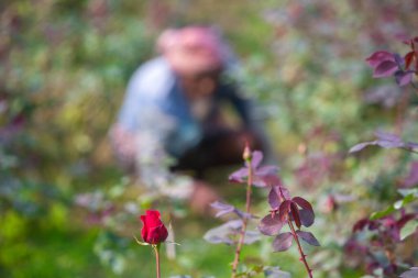 Bangladeş 06 Şubat 2020: Bir gül çiftçisi Savar, Dhaka 'da bir gül çiçeği yerine kendi topraklarında çalışıyor