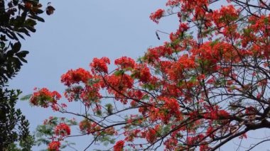 Yaz çiçeği Krishnachura (Delonix regia) veya Tavuskuşu Çiçekleri tüm ağaçta çiçek açıyor. Kırmızı-yeşil çiçek arka planı. 4k video.