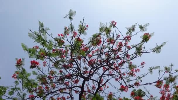 Zomer Bloem Krishnachura Delonix Regia Peacock Flowers Bloeit Hele Boom — Stockvideo