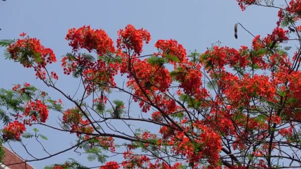 Zomer Bloem Krishnachura Delonix Regia Peacock Flowers Bloeit Hele Boom — Stockvideo