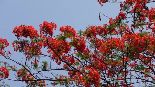 Zomer Bloem Krishnachura Delonix Regia Peacock Flowers Bloeit Hele Boom — Stockvideo