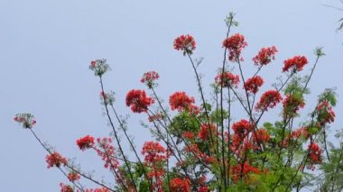 Yaz çiçeği Krishnachura (Delonix regia) veya Tavuskuşu Çiçekleri tüm ağaçta çiçek açıyor. Kırmızı-yeşil çiçek arka planı. 4k video.