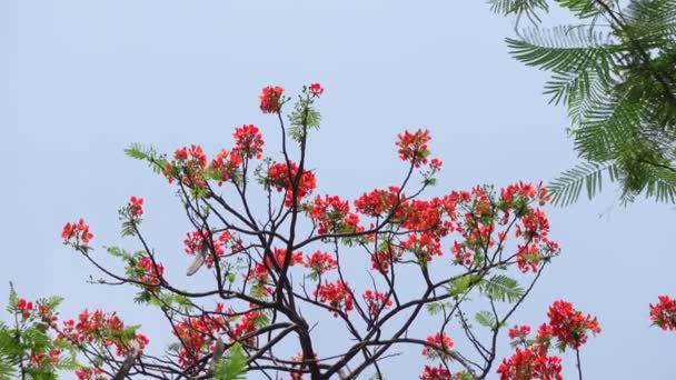 Letní Květina Krishnachura Delonix Regia Nebo Peacock Květiny Kvete Celém — Stock video