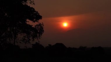 Siluet ağacı rüzgarlı, altın sarısı günbatımında yapraklar. Rüzgarlı ağaçlı karanlık altın gün batımı. Doğal günbatımı geçmişi. 4k video.