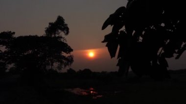 Siluet ağacı rüzgarlı, altın sarısı günbatımında yapraklar. Rüzgarlı ağaçlı karanlık altın gün batımı. Doğal günbatımı geçmişi. Yavaş çekim videosu.