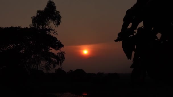 Silhouette Baum Blätter Windigen Dunkelgoldenen Sonnenuntergang Dunkelgoldener Sonnenuntergang Mit Windigen — Stockvideo