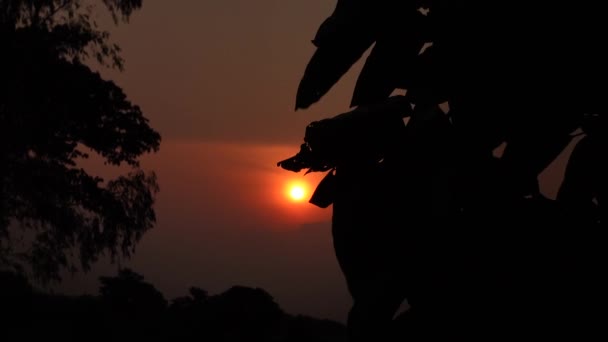 Silhouette Tree Leaves Windy Dark Golden Sunset Dark Golden Sunset — Stock Video